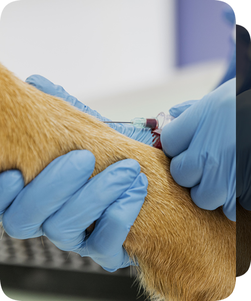 Produtos Veterinários